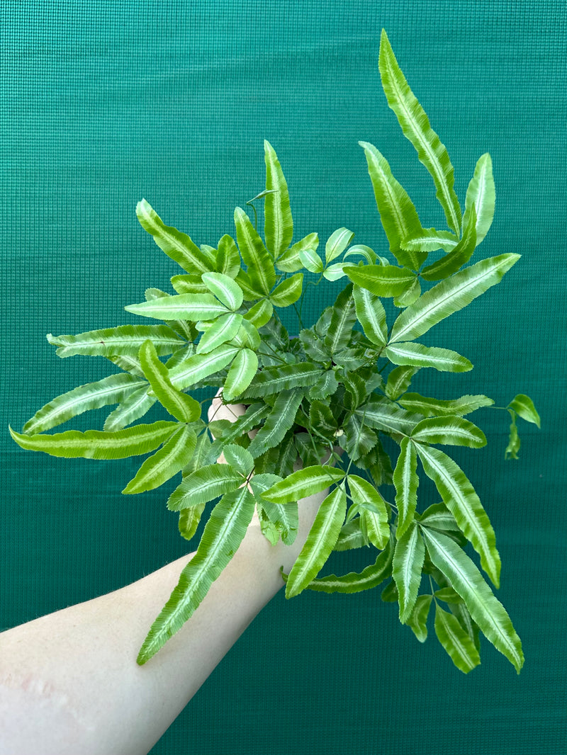 Pteris Fern Unknown 7