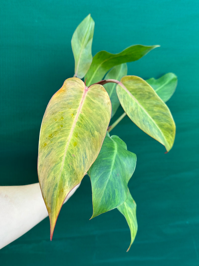 Philodendron ‘Autumn Queen’