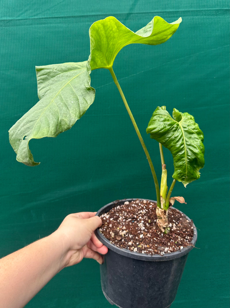 Anthurium ‘Balaoanum’