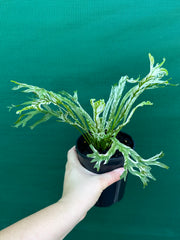 Asplenium Nidus variegata