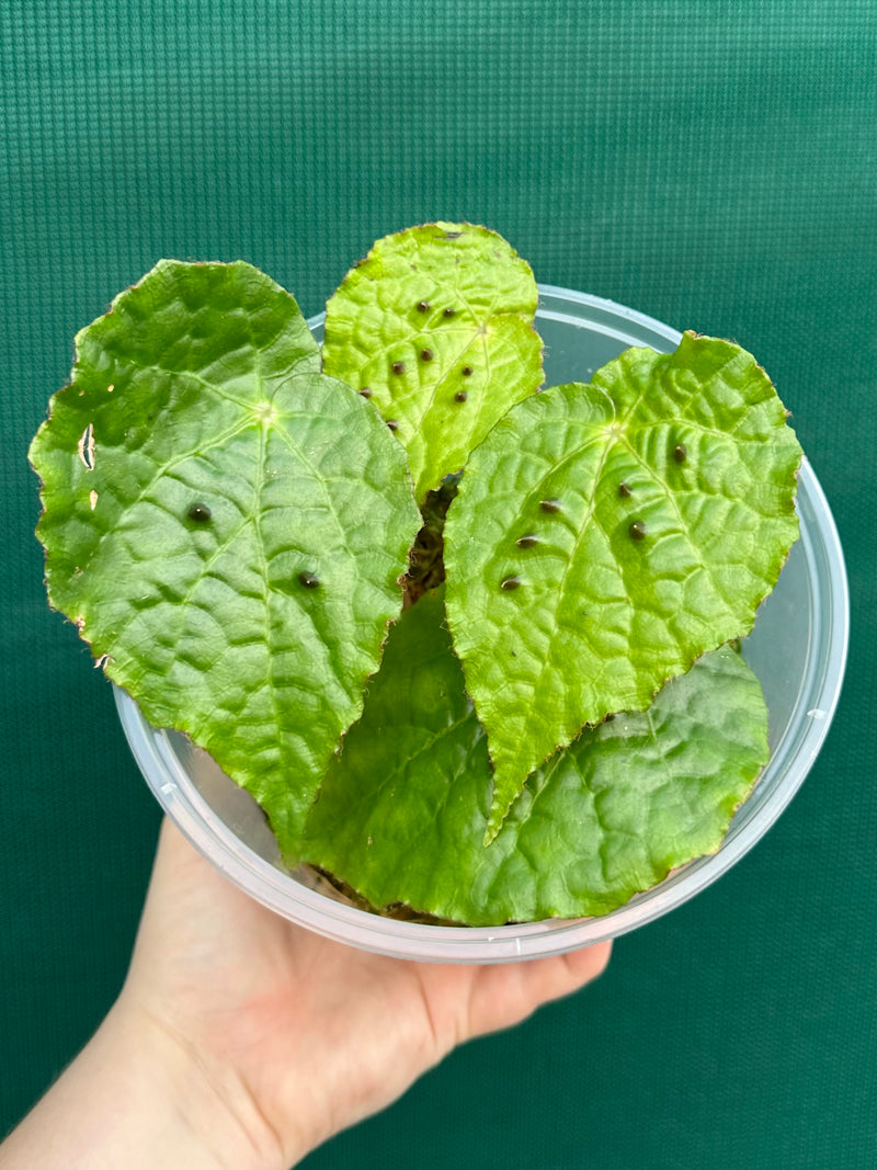 Begonia ferox