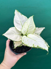Aglaonema ‘White Valentine’ NEW