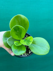 Peperomia Obtusifolia ‘Lemon Lime’