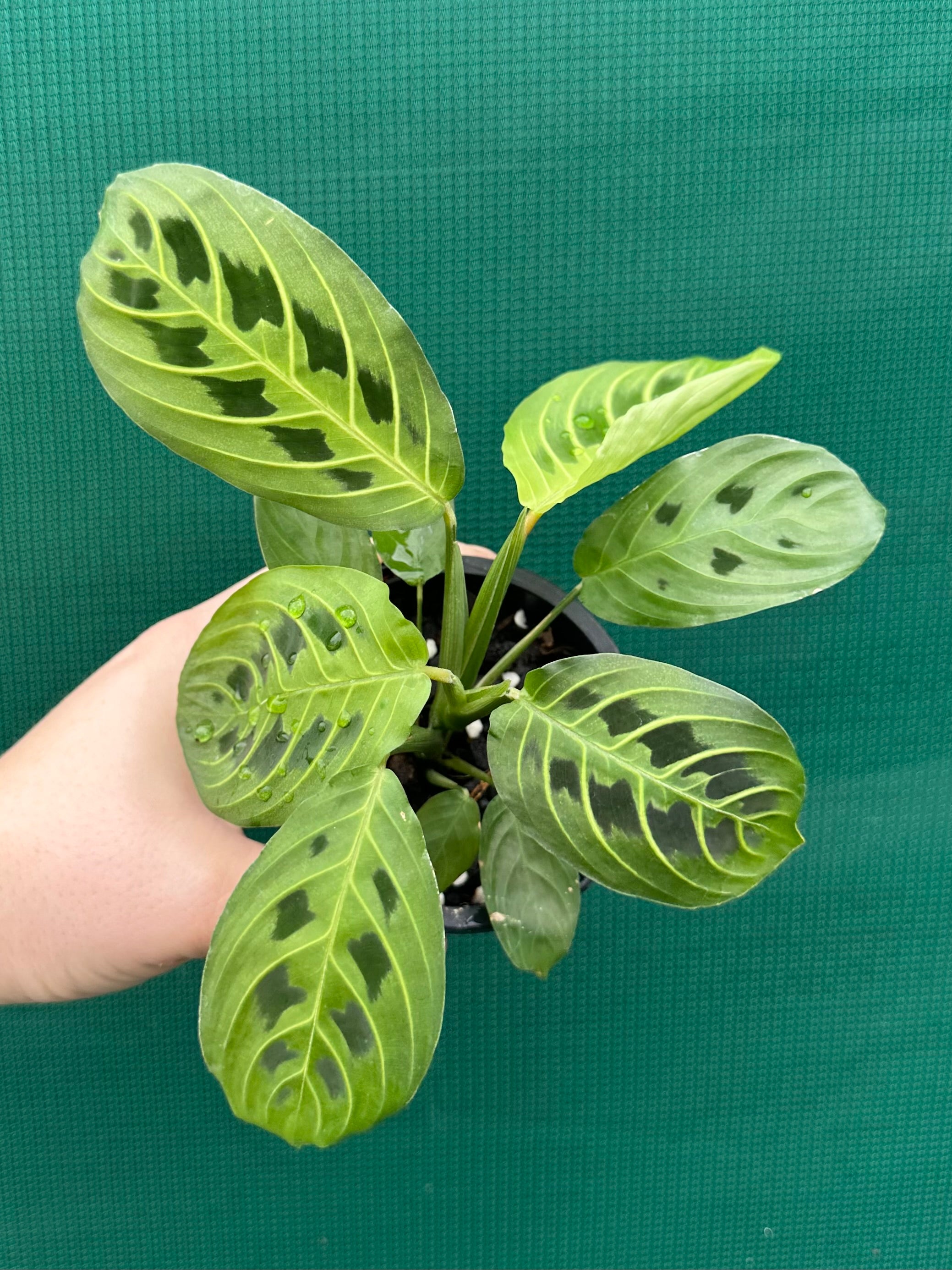 prayer plant australia Maranta 'Lemon Lime'