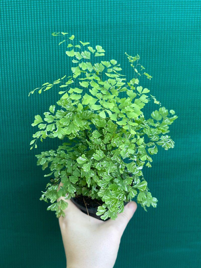 Adiantum ‘Maidenhair Fern Variegated’ NEW