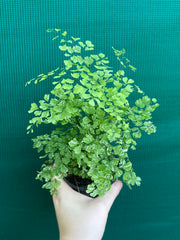 Adiantum ‘Maidenhair Fern Variegated’ NEW