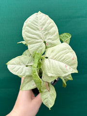 Syngonium ‘Confetti’