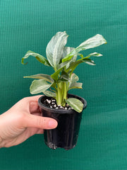 Schismatoglottis motteyana NEW