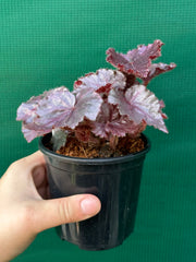 Begonia ‘Fluro Pink’