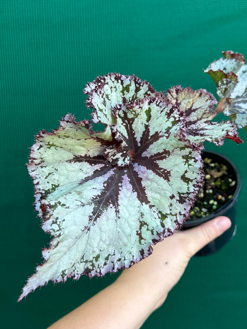 Begonia NOID 70