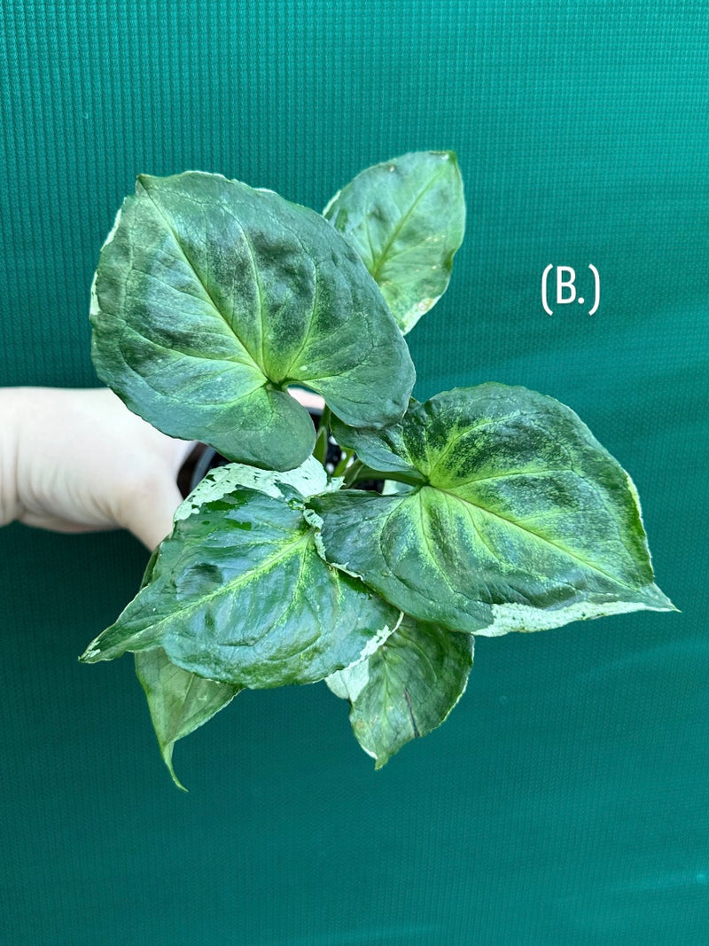 Syngonium 'Green Splash' NEW