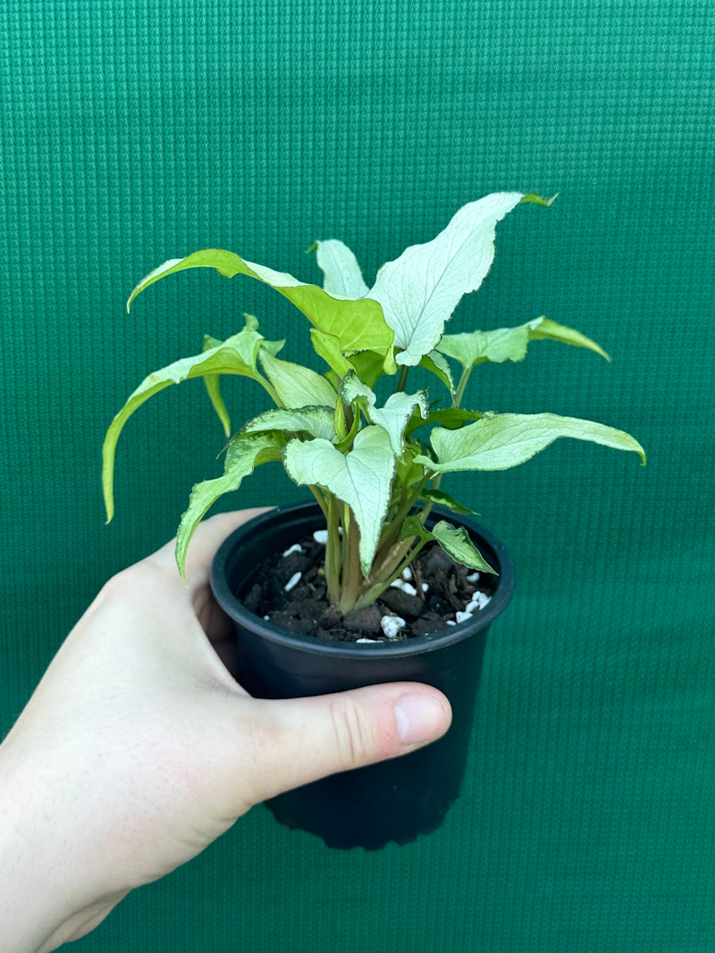 Syngonium ‘Silver Fox’ NEW