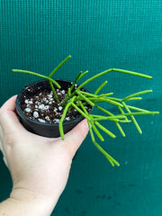 Rhipsalis Grandiflora