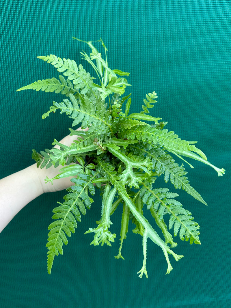 Pteris Fern Unknown 3