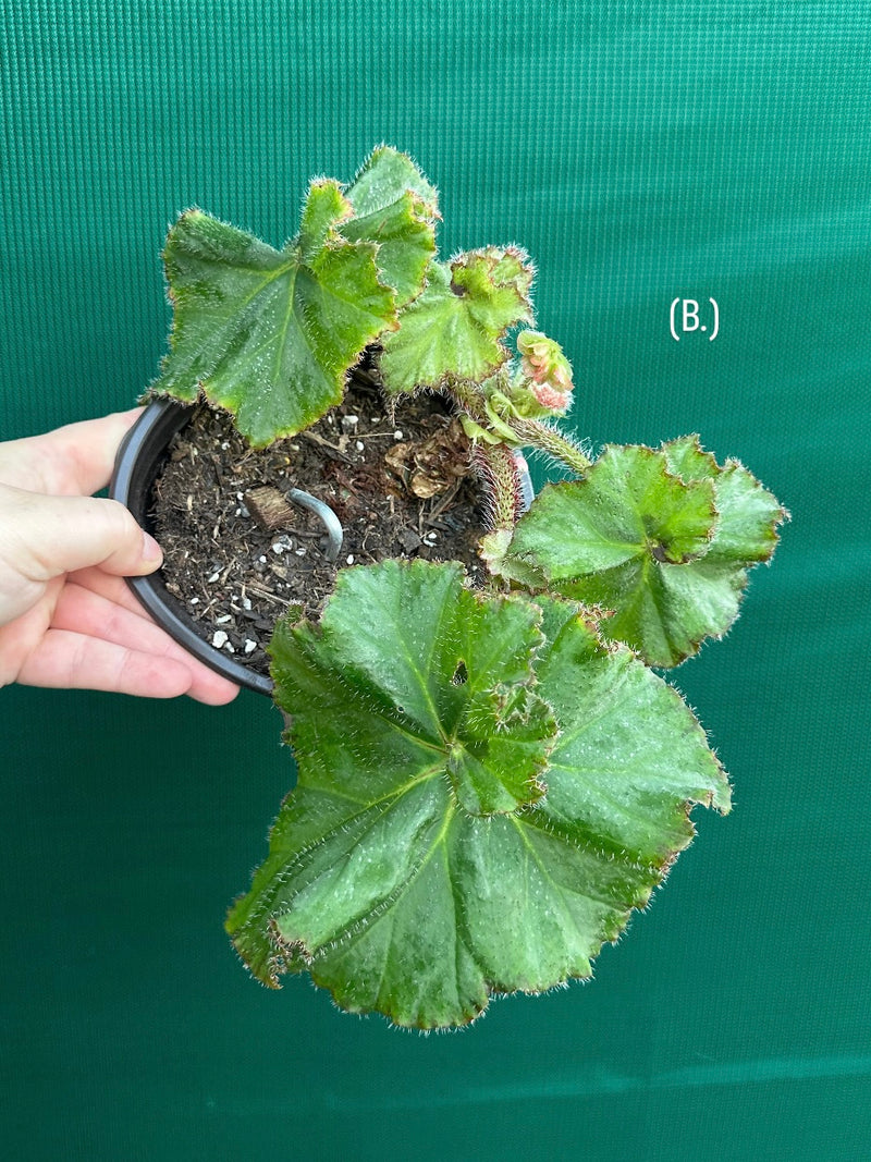Begonia NOID 32
