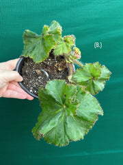 Begonia NOID 32