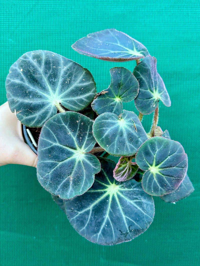 Begonia subacida (sp. Brazil)
