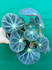 Begonia subacida (sp. Brazil)