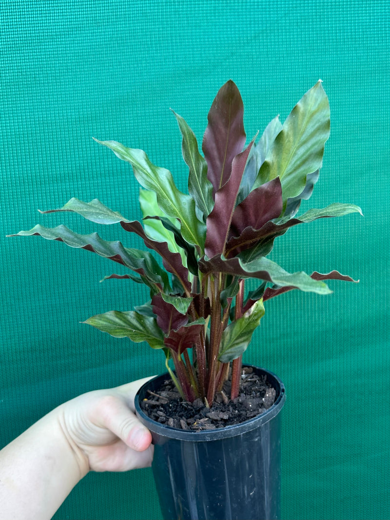 Calathea rufibarba NEW