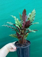 Calathea rufibarba NEW