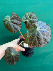 Begonia mumtaz