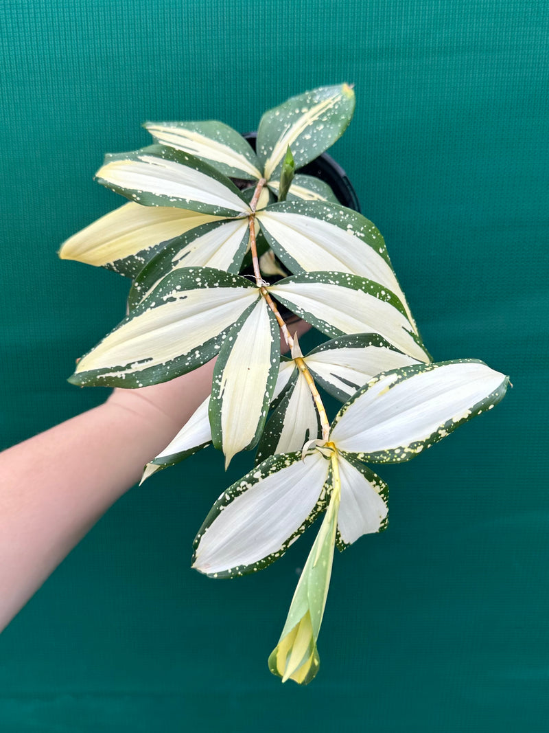 Dracaena surculosa ‘Milky Way’ NEW