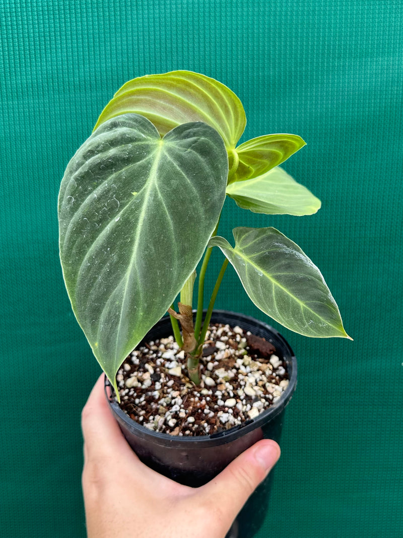 Philodendron ‘Splendid’