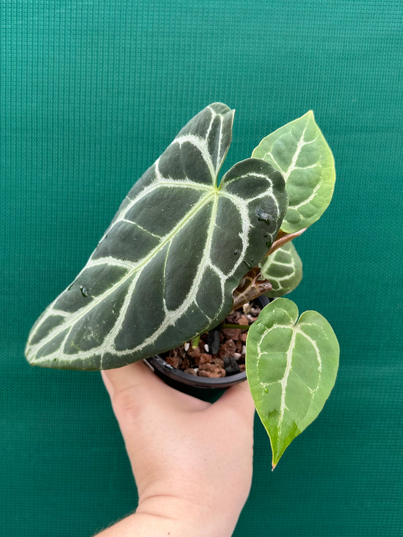 Anthurium Crystallinum Hybrid ‘Helga’ NEW