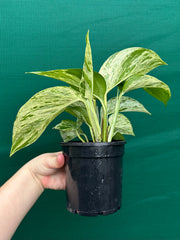 Pothos 'Marble Queen'