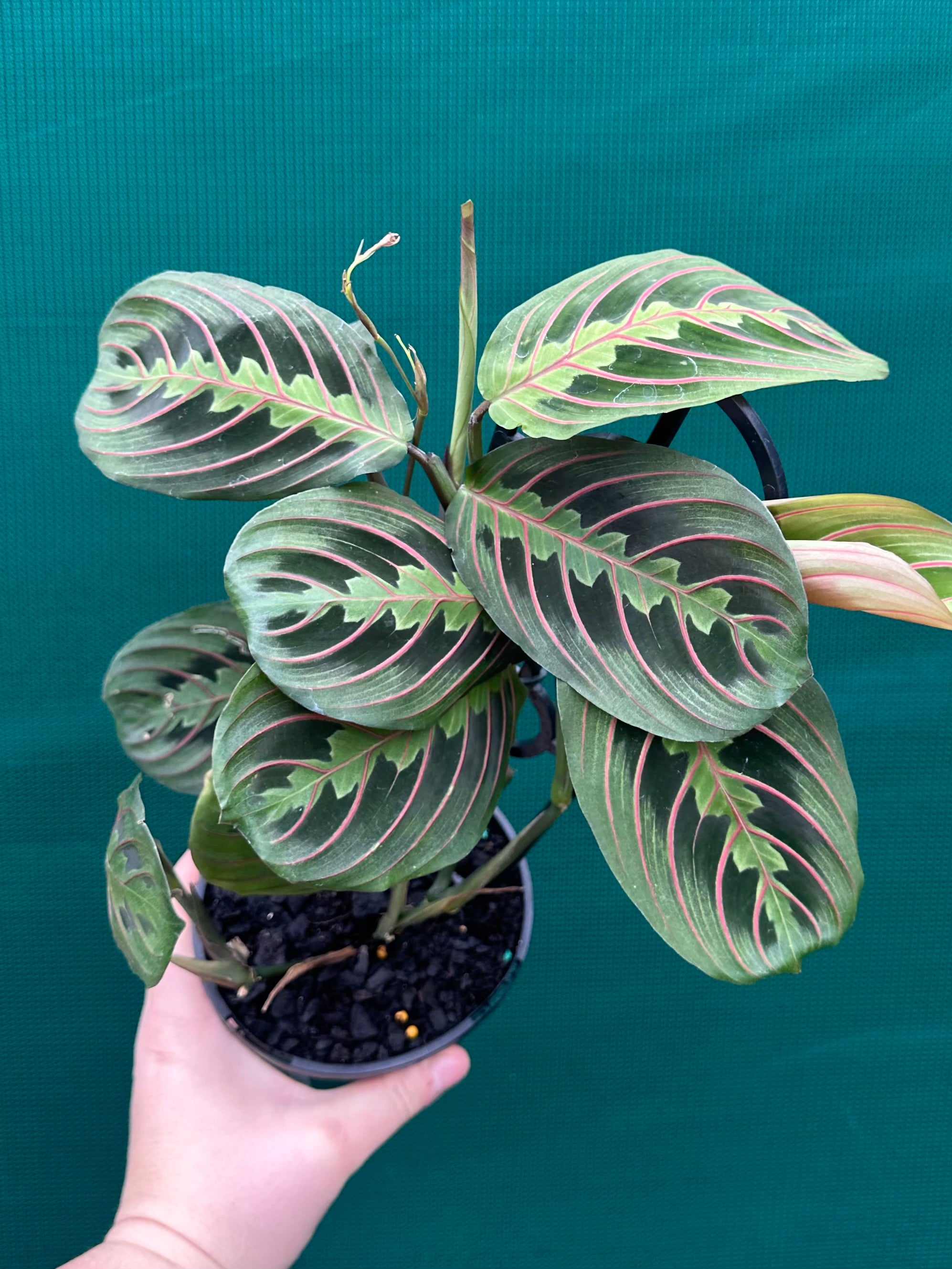 prayer plant australia Maranta Leuconeura