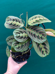 Maranta Leuconeura NEW