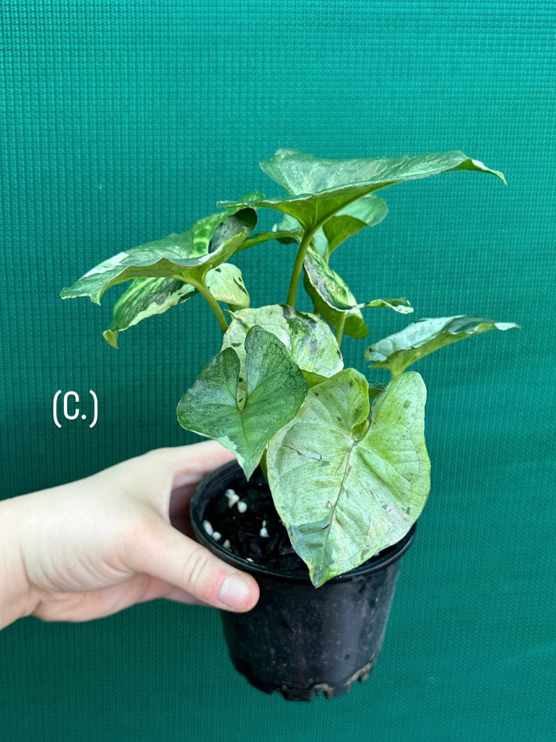 Syngonium 'Green Splash' NEW