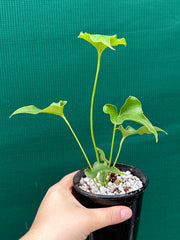 Anthurium ferrierense crisped NEW