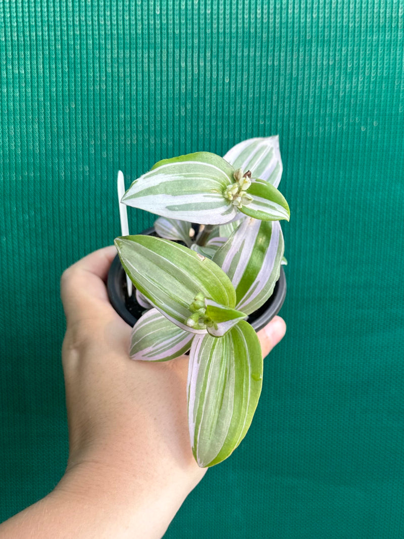Tradescantia ‘Nanouk’
