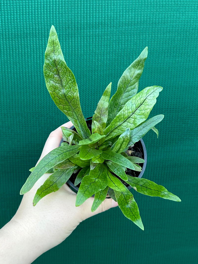 Microsorum musifolium ‘Crocodyllus’ NEW
