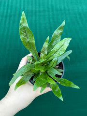Microsorum musifolium ‘Crocodyllus’ NEW