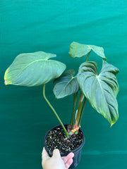 Philodendron ‘Pastazanum’