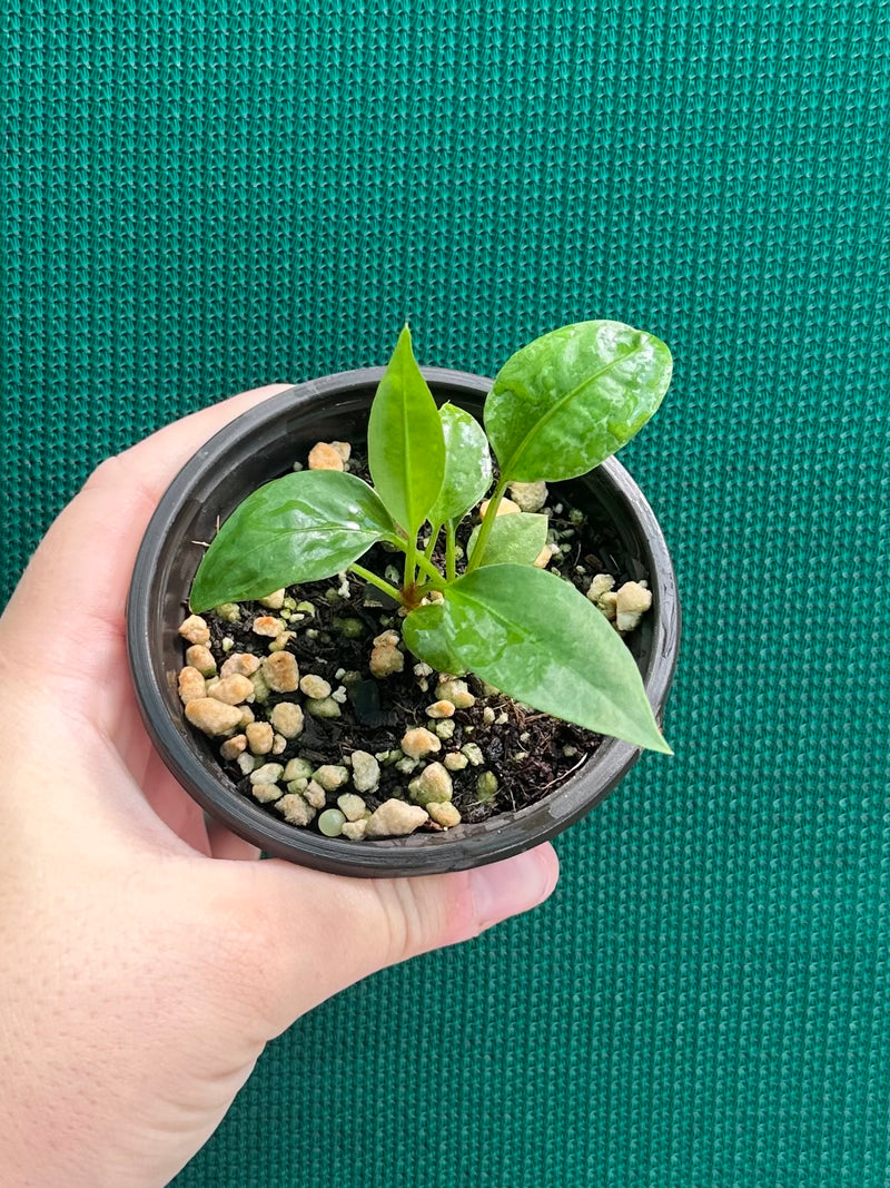 Anthurium ‘Gracile’