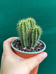 Neobuxbaumia polylopha
