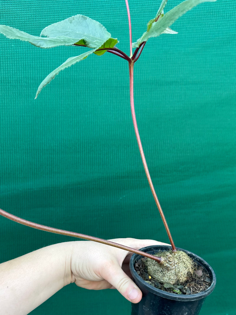 Sinningia douglasii NEW
