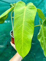 Philodendron imbe x. domesticum NEW