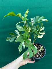 Rhaphidophora Tetrasperma Variegated