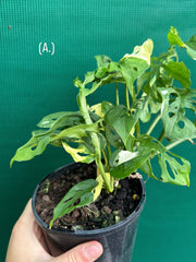 Monstera ‘Adansonii’ Variegated Albo