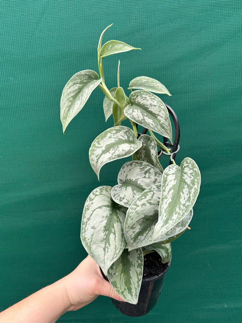 Schindapus Pictus Exotica