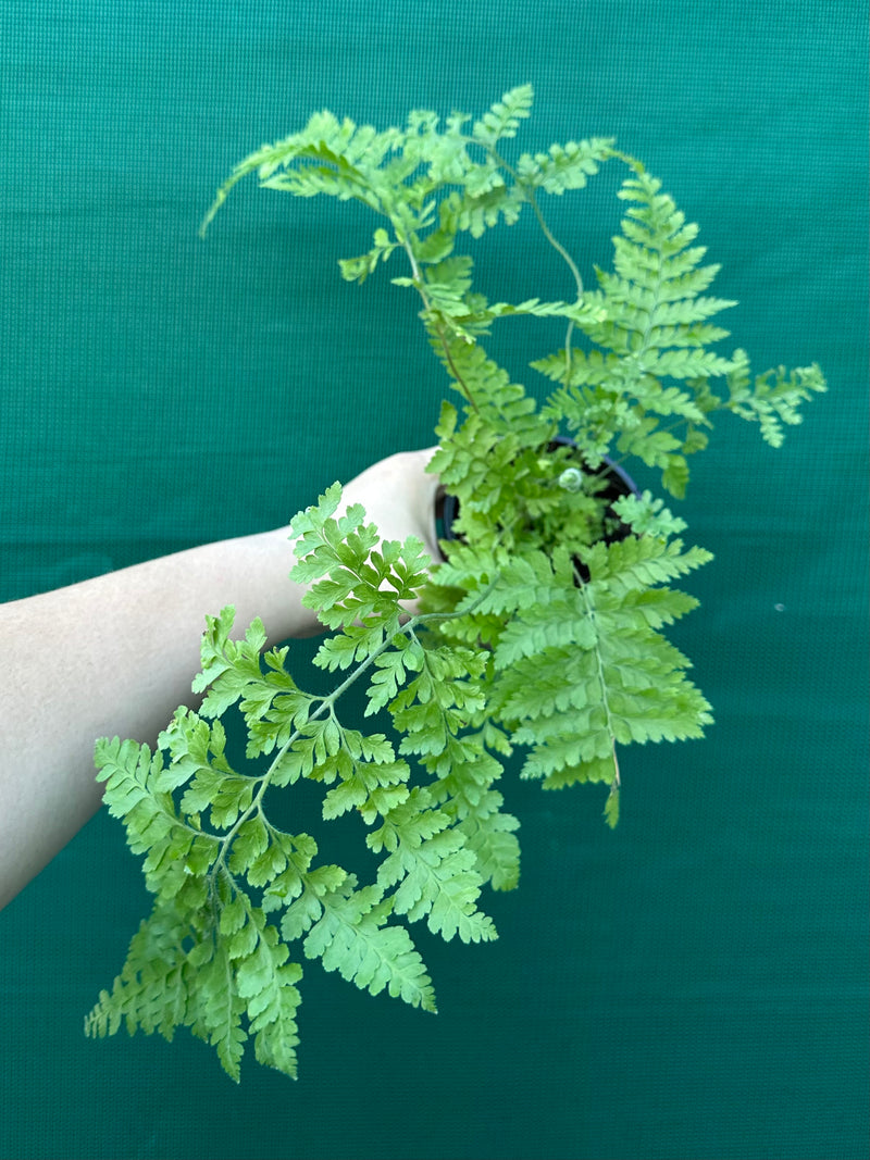 Pteris Fern Unknown 6