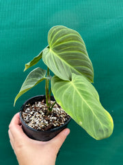 Philodendron ‘Splendid’