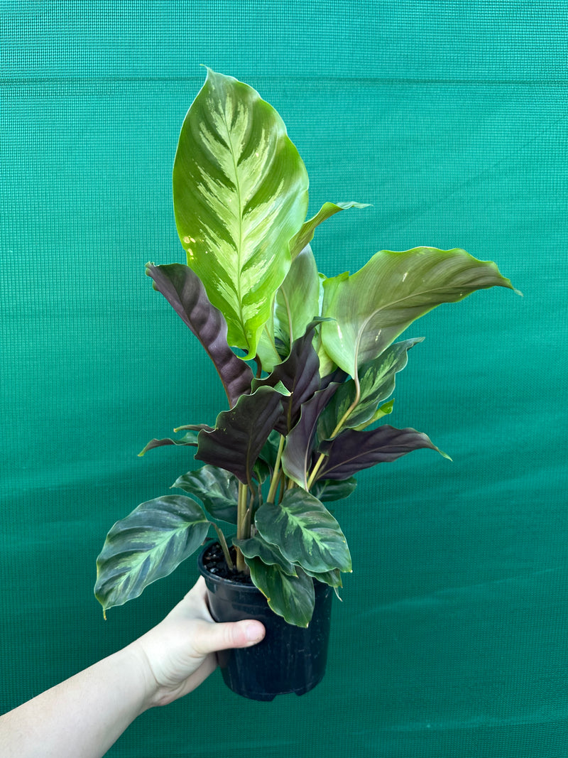 Calathea ‘Louisae Misto’ NEW