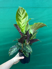 Calathea ‘Louisae Misto’ NEW