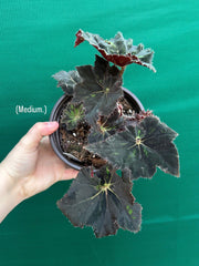 Begonia ‘Cantata’ NEW