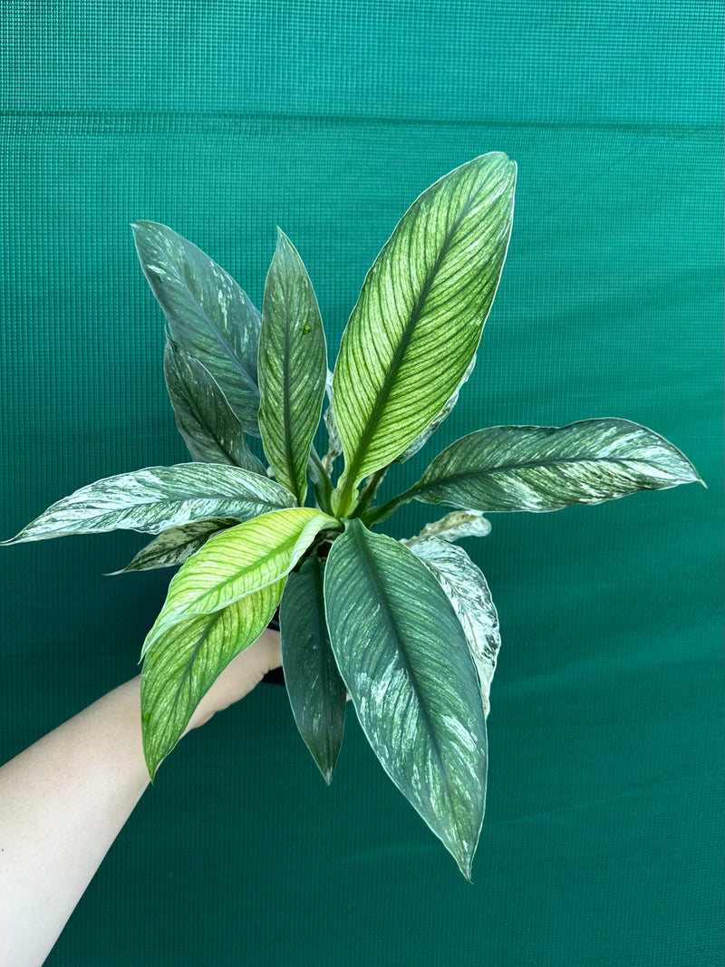 Spathiphyllum ‘Candle Light’